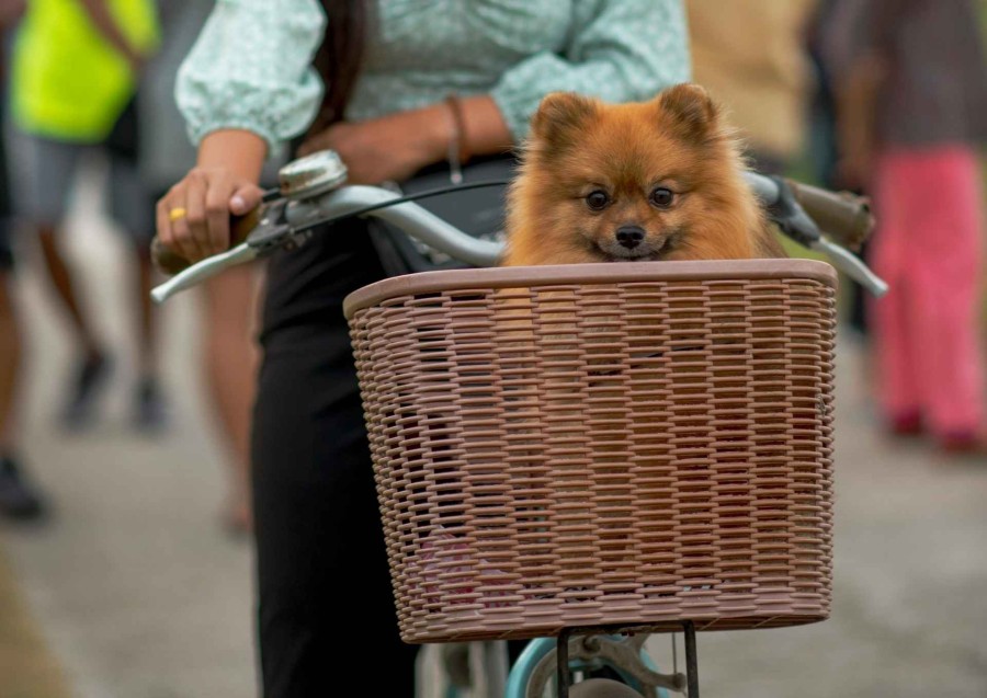 jak przewozić psa na rowerze